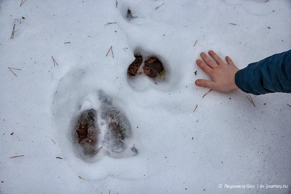 След лося на земле