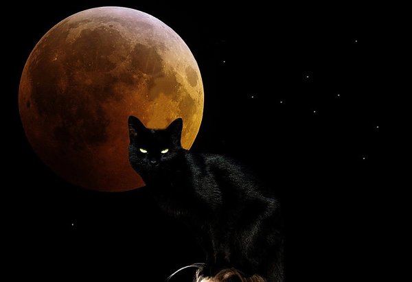 Кошка Луна