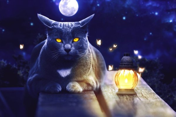 Ночная кошка