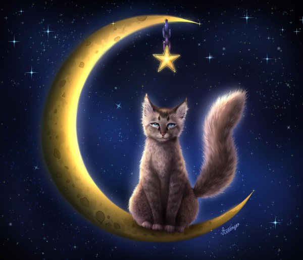 Кот на месяце