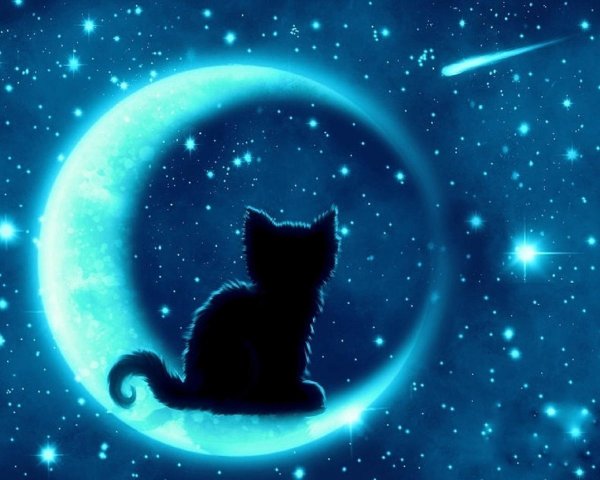 Кот и звездное небо