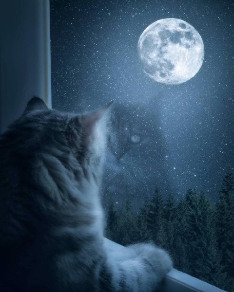 Кот и Луна