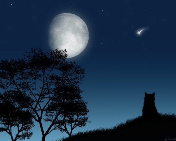 Кот и Луна