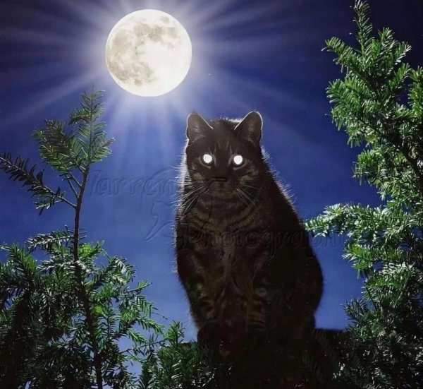 Кошка ночью