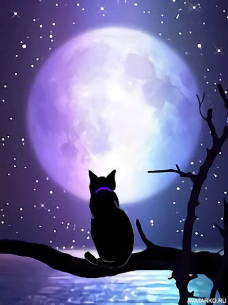 Кот на фоне Луны