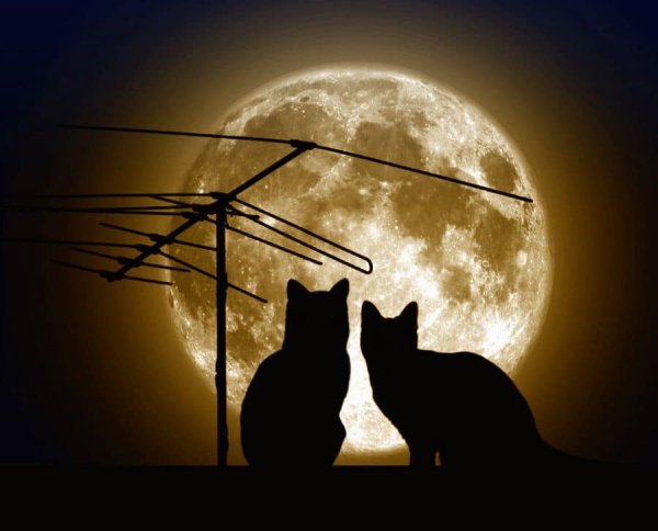 Кот на крыше ночью
