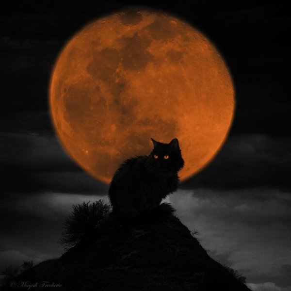 Кошка ночью