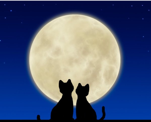 Силуэт кота на фоне Луны
