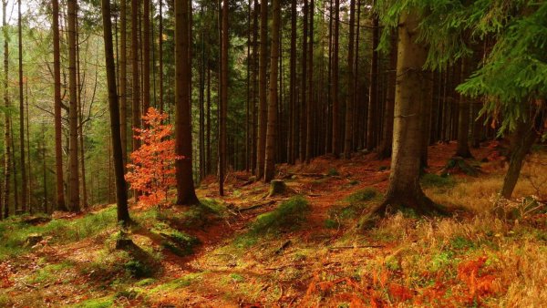 Сосновый лес осенью