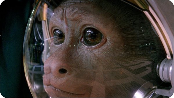 Животные в космосе