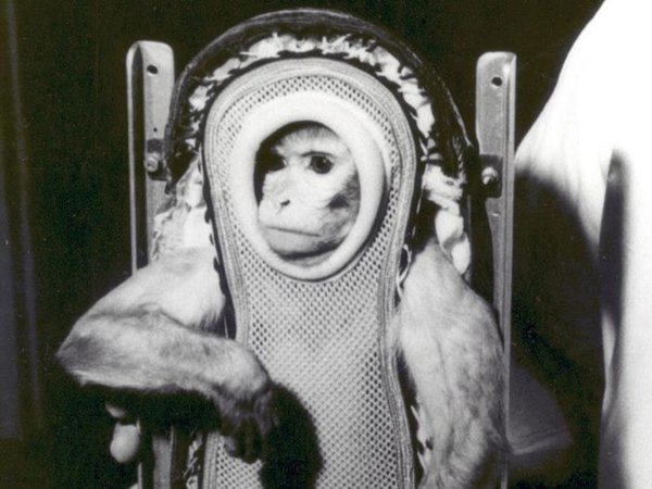 Альберт 2 обезьяна