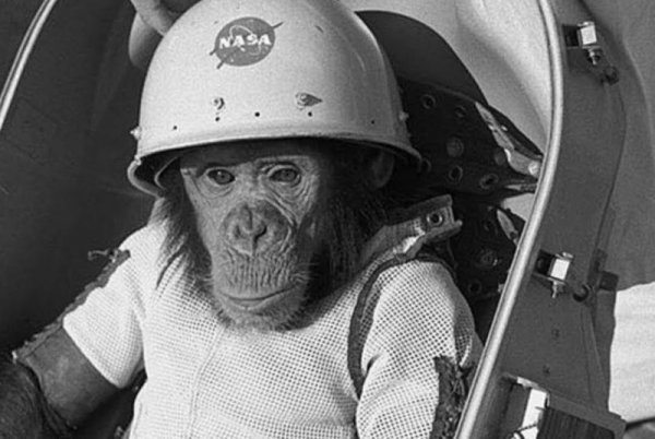 Альберт 2 обезьяна