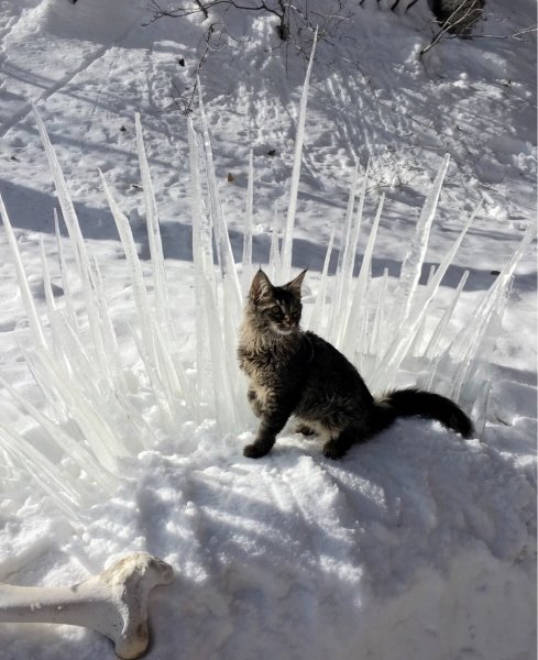 Смешной кот зимой