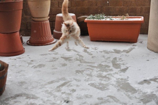 Смешные коты и первый снег