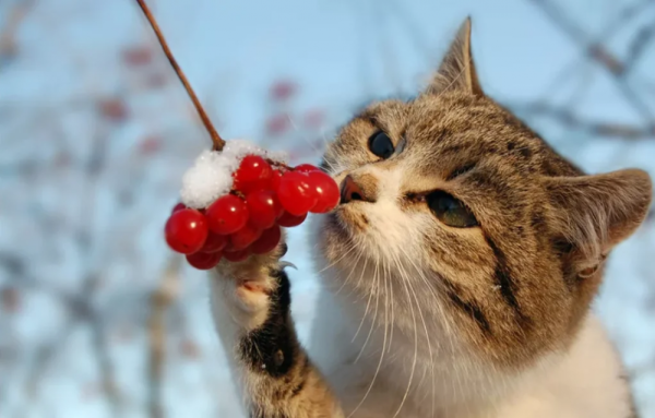 Кот с рябиной