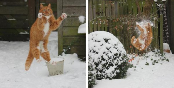 Рыжий кот ловит снежок
