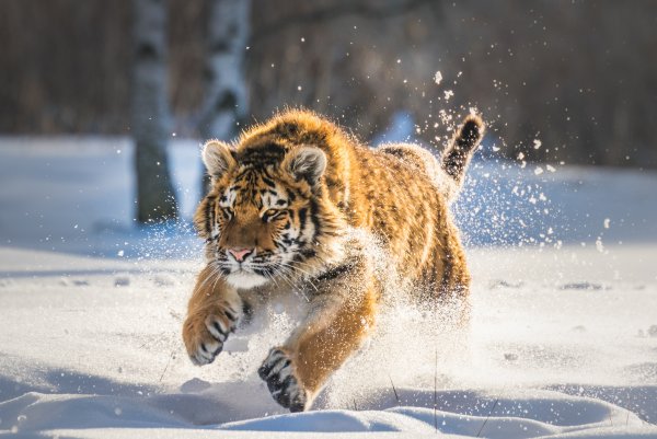 Тигр зимой
