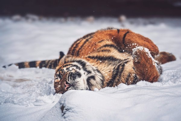 Тигрята в снегу