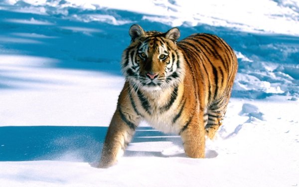 Амурский тигр