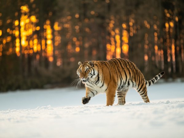 Уссурийский тигр