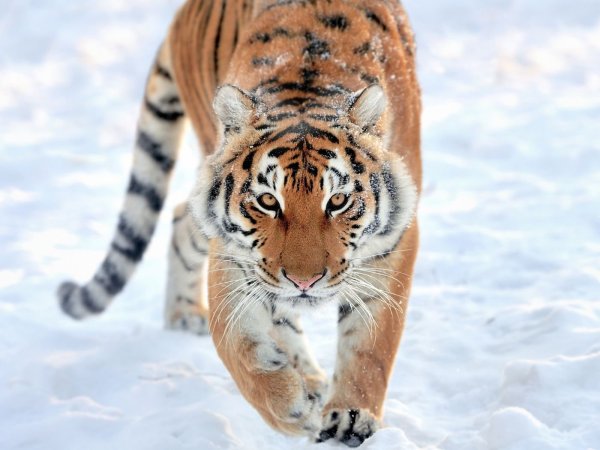 Амурский тигр