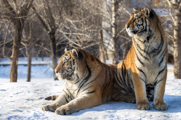 Уссурийский тигр