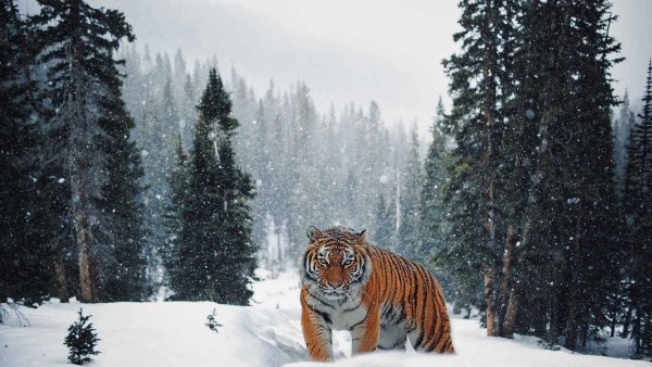Тигр в зимнем лесу