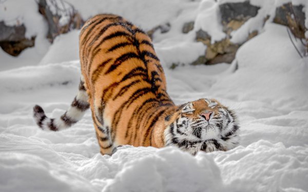 Уссурийский тигр