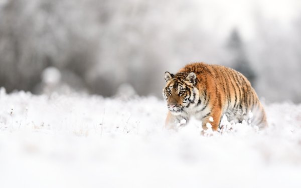 Тигр в снегу фулл HD