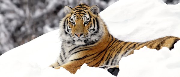 Красивый тигр в снегу