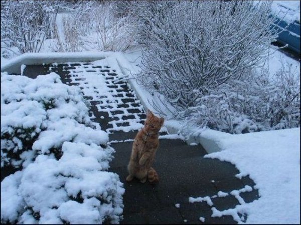 Снег выпал, прикол.
