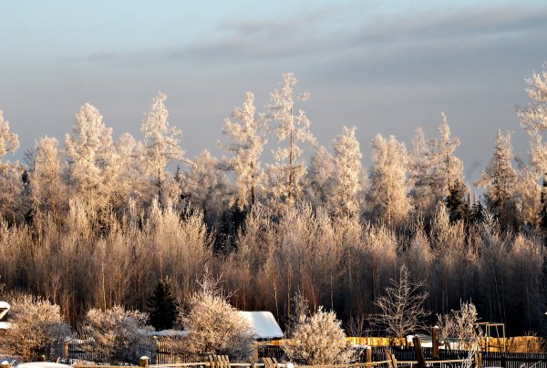 Лес покрытый снегом