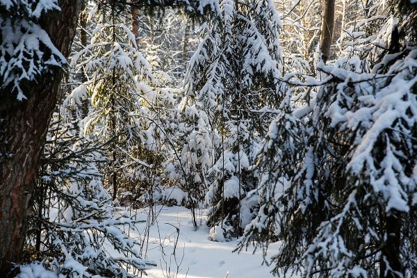 Зимний лес дремлет