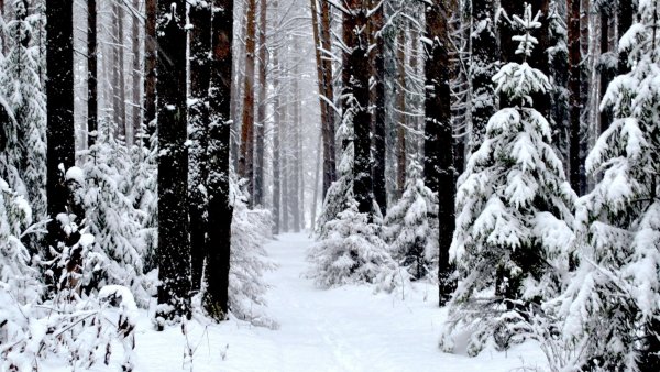 Густой зимний лес