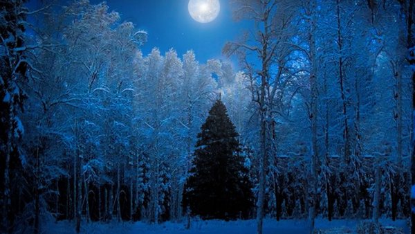 Ночной зимний лес