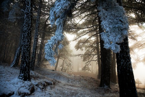 Заколдованный зимний лес