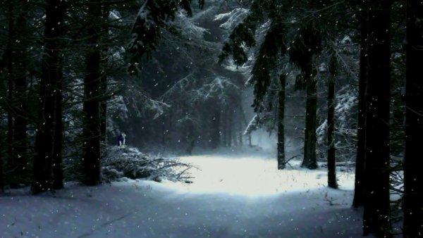 Дремучий зимний лес