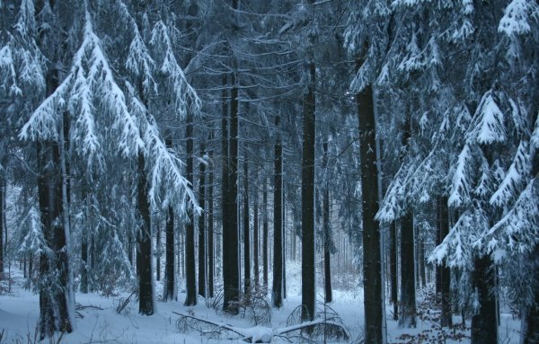 Густой зимний лес