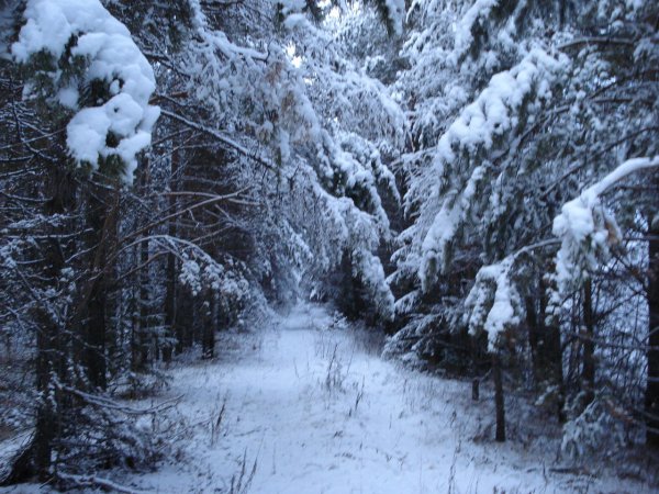 Дремучий зимний лес