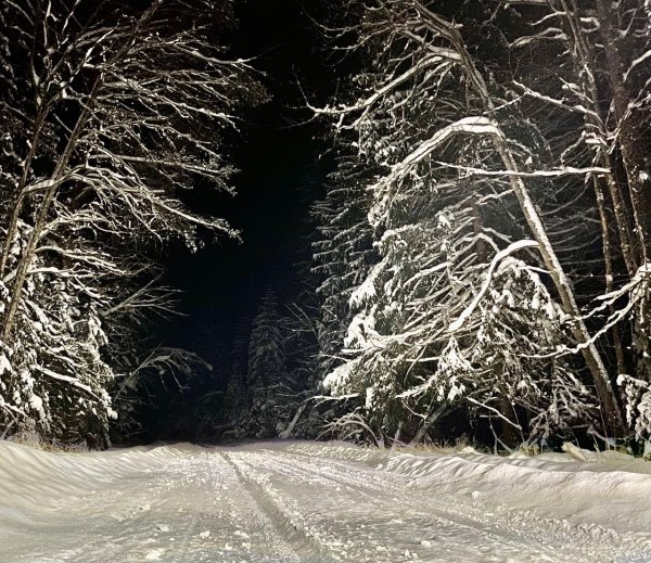 Видео покажи лес дремучий снегами покрыт
