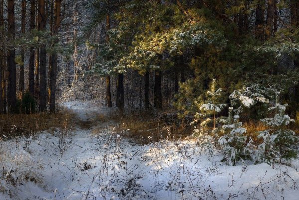 Дмитрий Алексеев фотохудожник