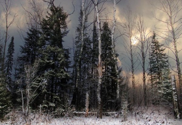 Таежный лес зимой