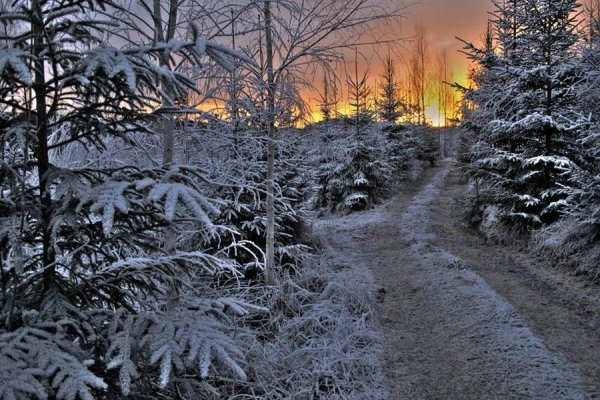 Тамбовский лес зимой