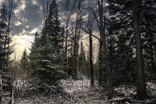 Суровая Тайга