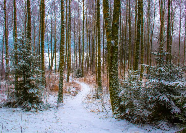 Смешанный лес зимой