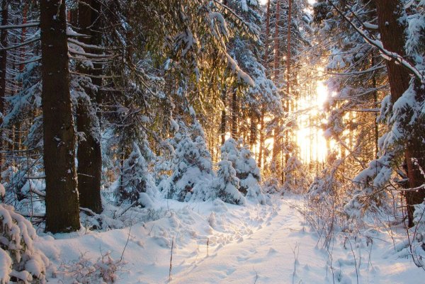 Вологодские леса зимой