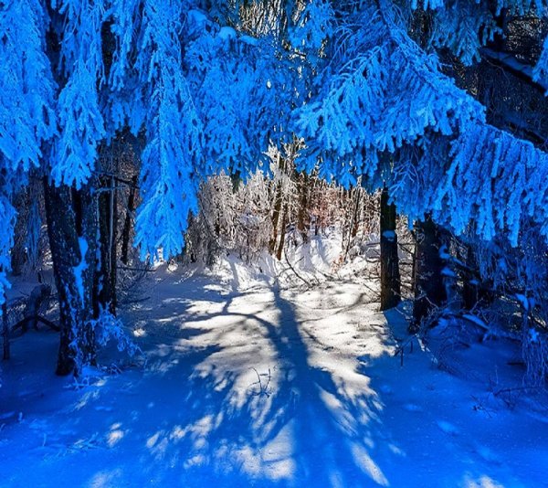 Густой зимний лес