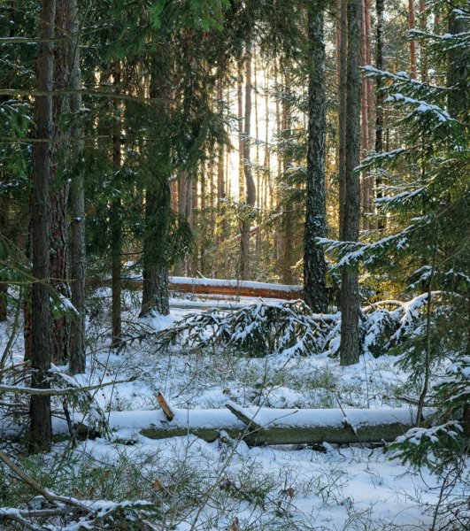 Зимой в лесу