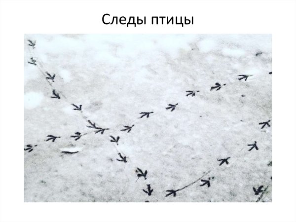 Следы птиц на снегу