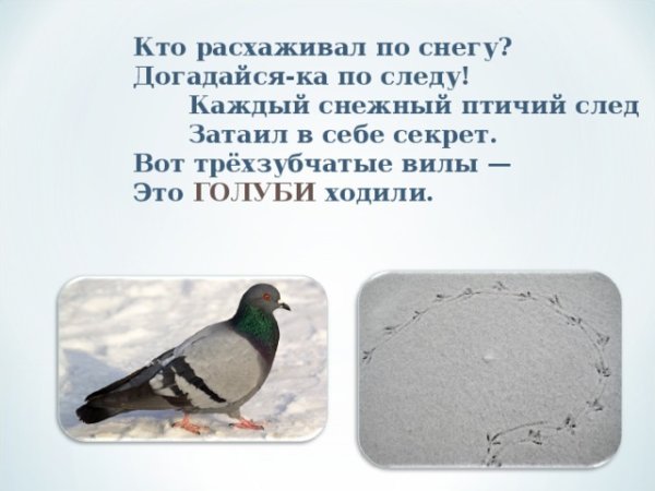 Следы голубя на снегу